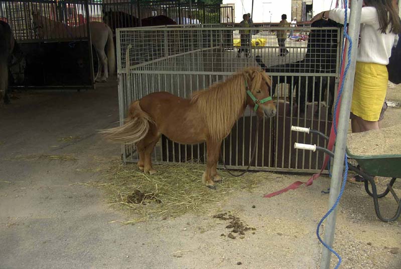 05027zirkuspony.jpg  (768,3 kB)