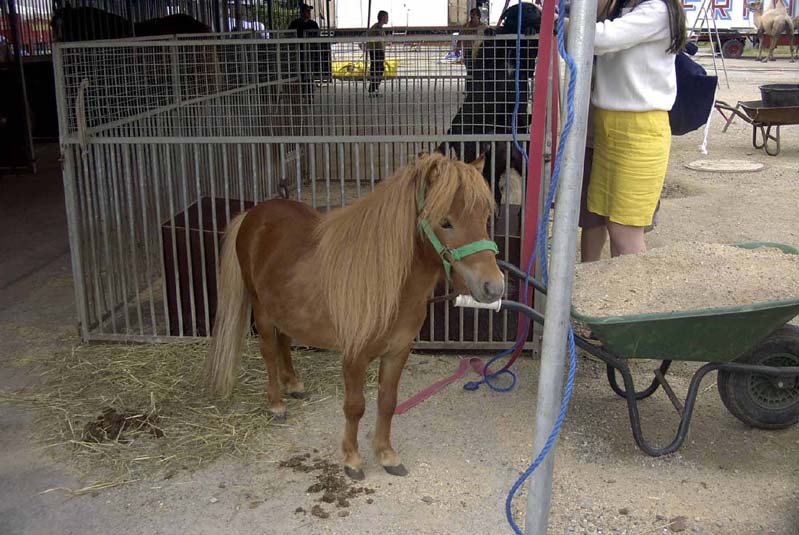 05028zirkuspony.jpg  (806,7 kB)