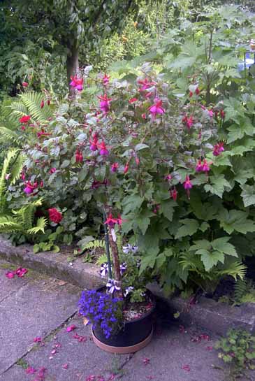 05037ulli-haus.jpg  (1600 kB)