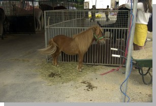 05027zirkuspony.JPG  (182 kB)