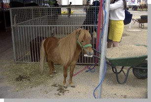 05028zirkuspony.JPG  (194 kB)