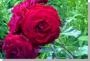 05035ruza.JPG  (136 kB)