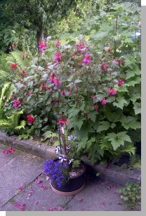 05037ulli-haus.JPG  (444 kB)